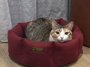 Accompagnement couture – un coussin pour chat –